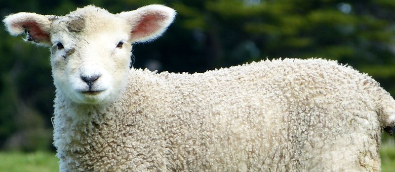 Agneau dans un champ