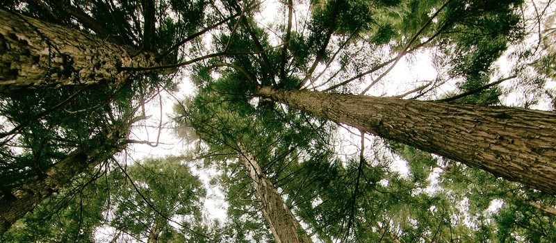 Arbres en contre-plongée